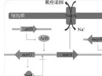 外排泵抑制剂膨胀以击败细菌