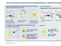 如何在放疗期间将硼保留在细胞内