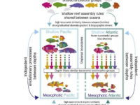 研究表明世界各地珊瑚礁的生物多样性如何随深度变化