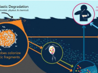 全面分析海洋塑料对人类和海洋健康的影响