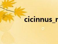 cicinnus_rabbit（cicinnus）