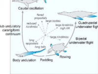 古生物学家揭示了古代爬行动物的多种游泳技术