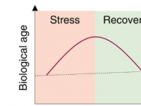 生物年龄因压力而增加并在恢复后恢复显示DNA甲基化时钟研究