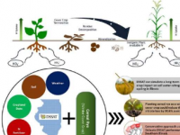 冬季覆盖作物可以将伊利诺伊州排水中的氮减少30%