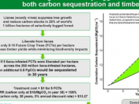 研究发现利用森林减缓全球气候变化的简单廉价方法