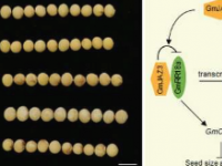 研究人员揭示了影响大豆种子性状的新模块