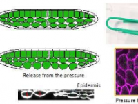 植物细胞使用机械信号来再生受损组织显示研究