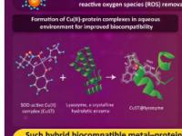 新研究表明铜与溶菌酶偶联具有优异的活性氧去除能力