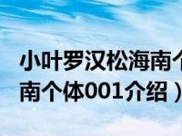 小叶罗汉松海南个体001（关于小叶罗汉松海南个体001介绍）