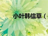 小叶韩信草（关于小叶韩信草介绍）