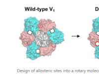 科学家开发出设计蛋白质复合物中人工变构位点的策略