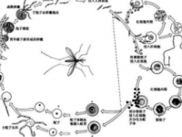 发现疟疾寄生虫的生存与两种关键蛋白质有关