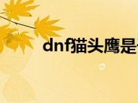 dnf猫头鹰是干嘛的（dnf猫头鹰）