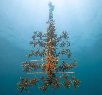 基因研究正在鉴定加勒比地区的抗病超级珊瑚