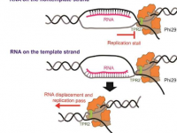 DNA 幕布技术提供复制的实时可视化以获得新的科学见解