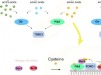 研究人员发现半胱氨酸如何激活酵母细胞生长的关键调节因子