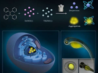 科学家开发出用于生物成像的新型聚集诱导排放碳点