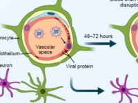 流感病毒通过内皮细胞潜入大脑导致致命的脑病