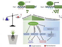 研究人员利用 TabHLH27 平衡压力和生长来释放小麦的节水潜力