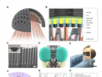 新的复眼设计可以提供廉价的方式来赋予机器人昆虫般的视觉