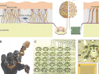 新型电子皮肤利用3D结构模仿人类触觉
