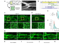 新模型揭示管状组织如何形成均匀的通道