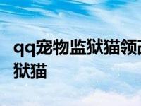 qq宠物监狱猫领改锥后怎么做任务 qq宠物监狱猫 