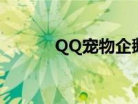 QQ宠物企鹅死了 qq宠物企鹅 