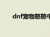 dnf宠物憨憨牛强化 dnf宠物憨憨牛 