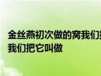 金丝燕初次做的窝我们把它叫做什么名字 金丝燕初次做的窝我们把它叫做 