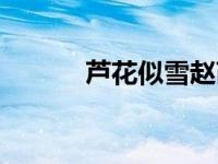 芦花似雪赵芮 芦花似雪主题曲 