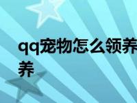 qq宠物怎么领养新宠物2021 qq宠物熊熊领养 