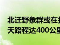 北迁野象群或在找“出路” 北迁野象群40余天路程达400公里 