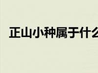 正山小种属于什么茶类 大红袍属于什么茶 