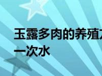 玉露多肉的养殖方法和浇水 多肉植物几天浇一次水 