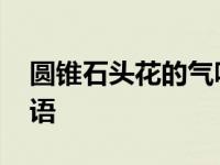 圆锥石头花的气味对身体不好 圆锥石头花花语 