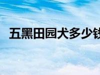 五黑田园犬多少钱一只 田园犬多少钱一只 