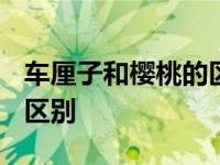 车厘子和樱桃的区别在哪里? 车厘子和樱桃的区别 