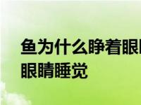 鱼为什么睁着眼睛睡觉100字 鱼为什么睁着眼睛睡觉 