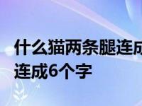 什么猫两条腿连成6个字的动物 什么猫两条腿连成6个字 