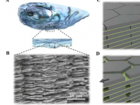从贝壳到水泥大自然启发出更坚固的建筑材料