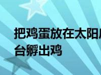 把鸡蛋放在太阳底下会孵出小鸡吗 鸡蛋放阳台孵出鸡 