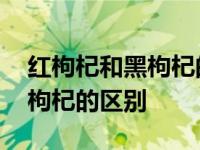 红枸杞和黑枸杞的区别功效男人 红枸杞和黑枸杞的区别 