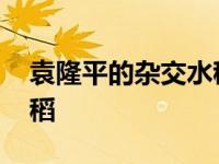 袁隆平的杂交水稻你吃过吗 袁隆平超级杂交稻 