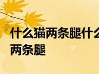 什么猫两条腿什么猪没有嘴灬猜6个字 什么猫两条腿 