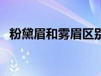 粉黛眉和雾眉区别图片 粉黛眉和雾眉区别 