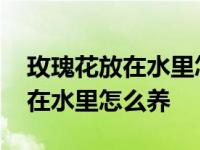 玫瑰花放在水里怎么养才不会枯萎 玫瑰花放在水里怎么养 