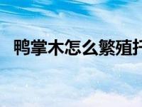 鸭掌木怎么繁殖扦插视频 鸭掌木怎么繁殖 