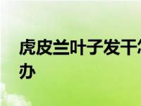 虎皮兰叶子发干怎么办 虎皮兰叶子干瘪怎么办 