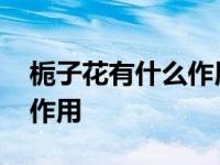 栀子花有什么作用和功效图片 栀子花有什么作用 